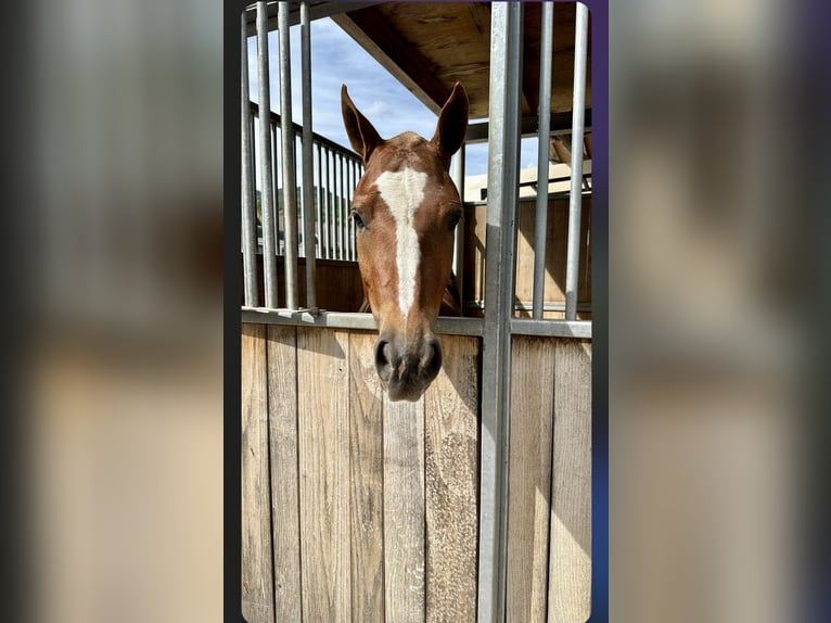 Freiberger Mare 3 years 14,2 hh Chestnut in Schelten