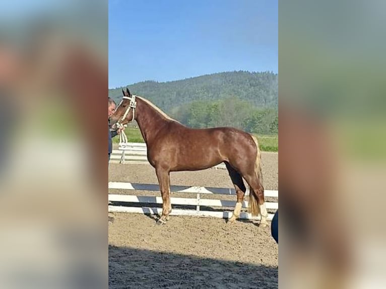 Freiberger Mare 3 years 14,2 hh Chestnut in Schelten