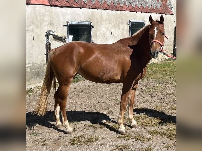 Freiberger Mare 3 years 14.2 hh Chestnut-Red in Romont FR