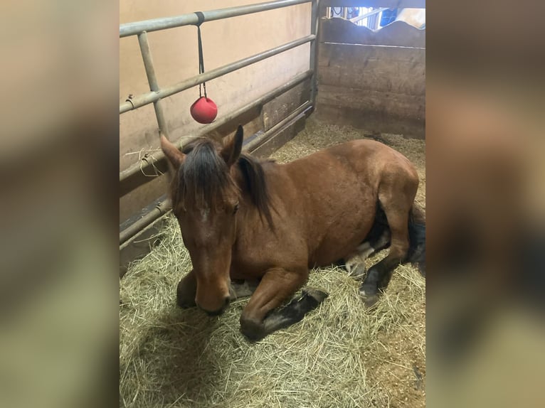 Freiberger Mix Mare 3 years 14,3 hh Brown in Reiden