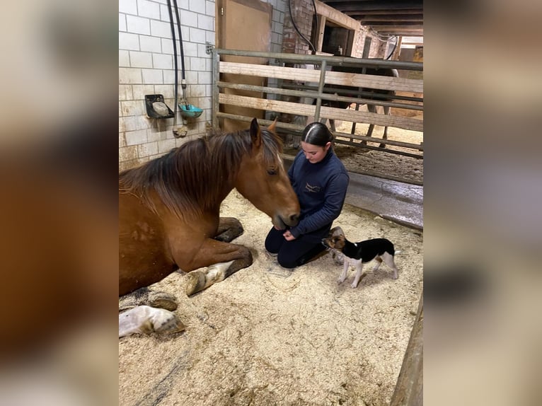 Freiberger Mix Mare 3 years 14,3 hh Brown in Reiden