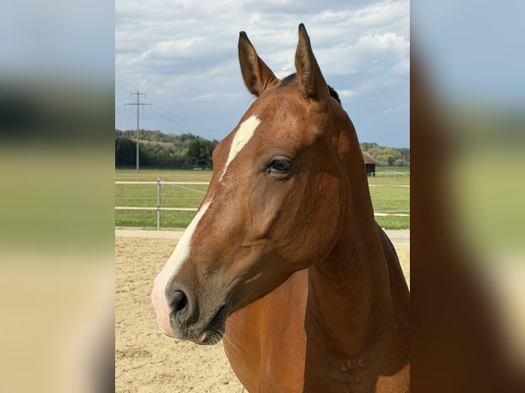 Freiberger Mare 3 years 14.3 hh Brown in Niederbüren