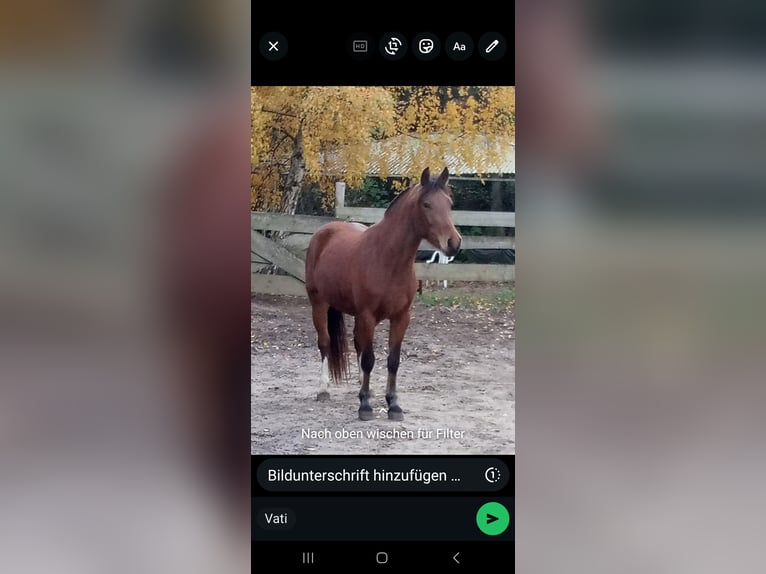 Freiberger Mare 3 years 14,1 hh Brown in Berg bei Neumarkt in der Oberpfalz