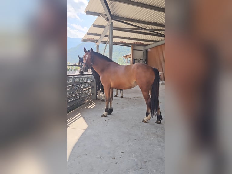 Freiberger Mare 3 years 14,3 hh Brown in Olst