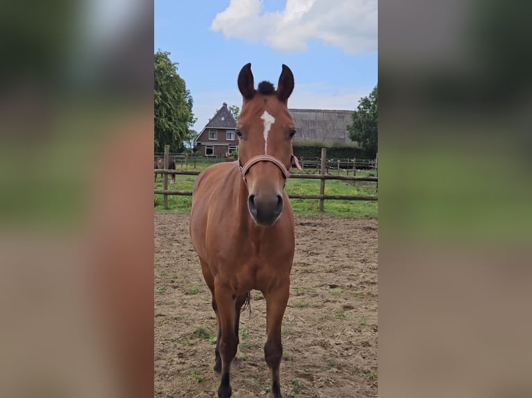 Freiberger Mare 3 years 14,3 hh Brown in Olst