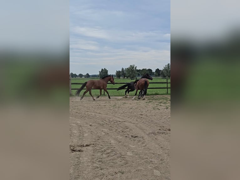 Freiberger Mare 3 years 14,3 hh Brown in Olst