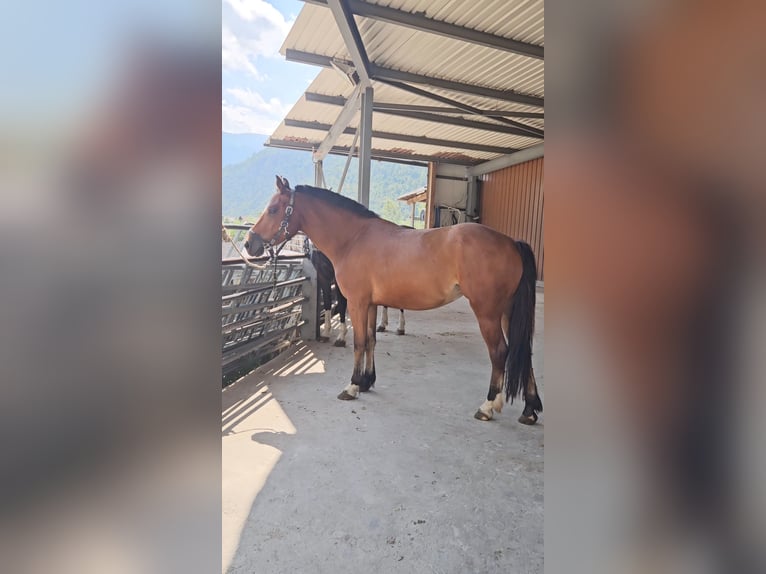Freiberger Mare 3 years 14,3 hh Brown in Olst