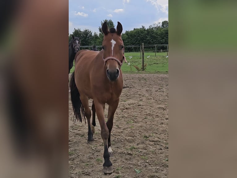 Freiberger Mare 3 years 14,3 hh Brown in Olst