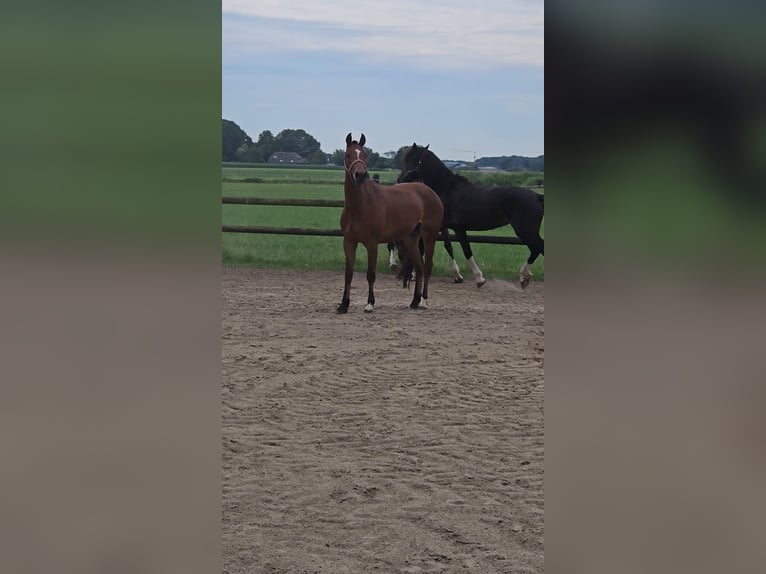 Freiberger Mare 3 years 14,3 hh Brown in Olst