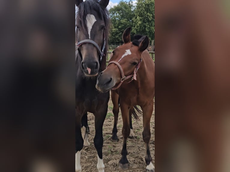 Freiberger Mare 3 years 14,3 hh Brown in Olst