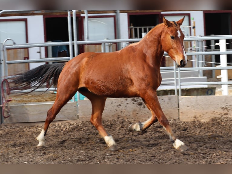 Freiberger Mare 3 years 15,1 hh Brown in Balsthal