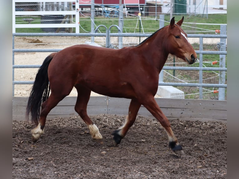 Freiberger Mare 3 years 15,1 hh Brown in Balsthal