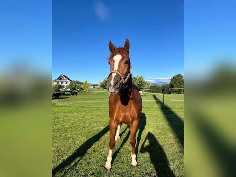 Freiberger Mare 3 years 15.1 hh Chestnut-Red in Oberkirch LU