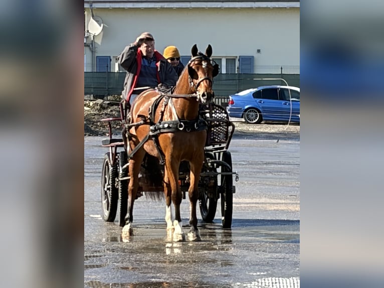 Freiberger Mare 3 years 15.2 hh Brown in Rümmingen
