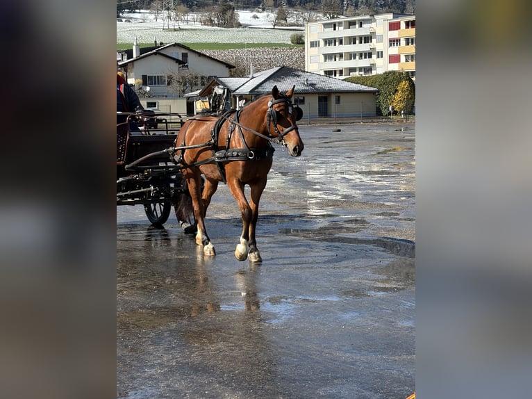 Freiberger Mare 3 years 15.2 hh Brown in Rümmingen