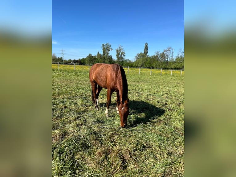 Freiberger Mare 3 years 15.2 hh Brown in Rümmingen