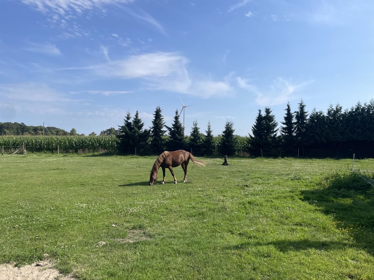 Freiberger Mare 3 years 15,2 hh Chestnut-Red in Langenberg