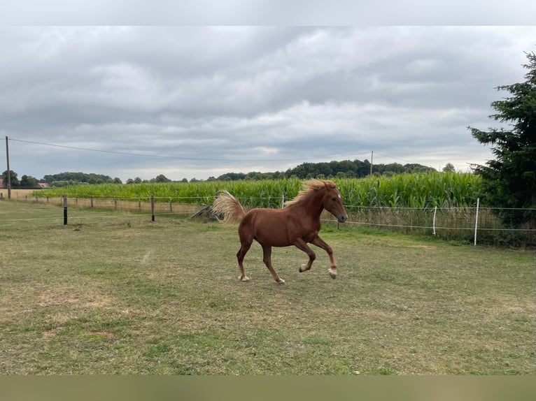 Freiberger Mare 3 years 15,2 hh Chestnut-Red in Langenberg