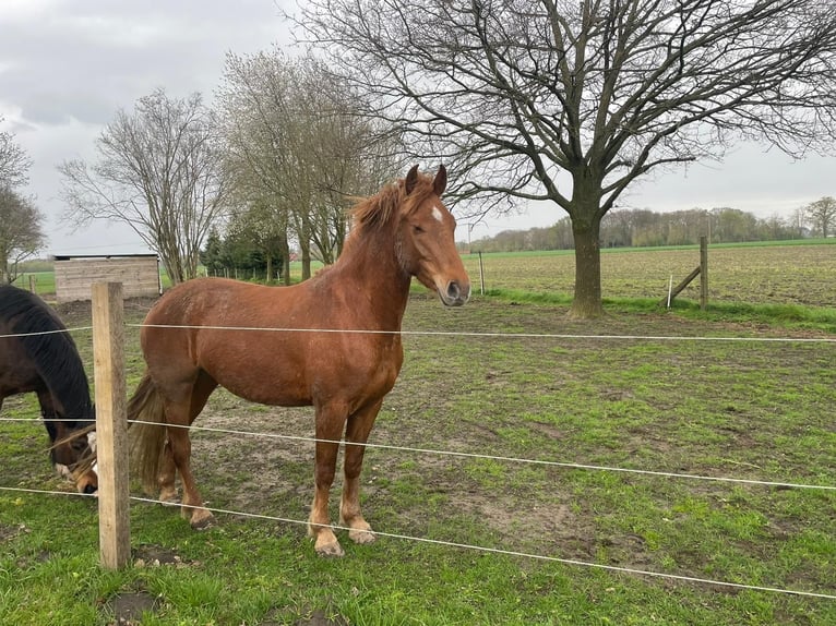 Freiberger Mare 3 years 15,2 hh Chestnut-Red in Langenberg