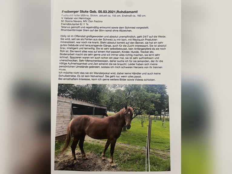 Freiberger Mare 3 years 15,2 hh Chestnut-Red in Langenberg