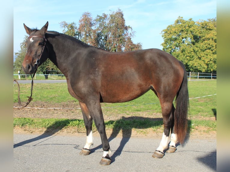 Freiberger Mare 3 years 15.2 hh Smoky-Black in Schönholzerswilen