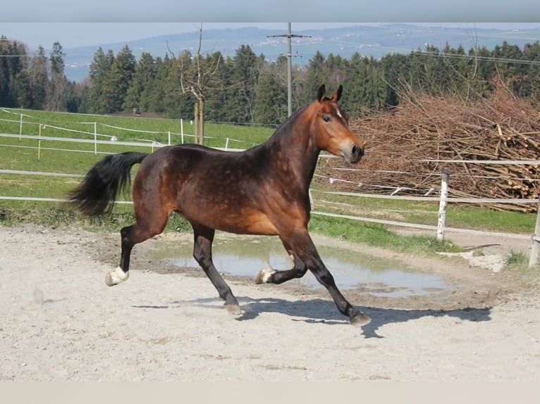 Freiberger Mare 3 years 15 hh Brown in Dübendorf