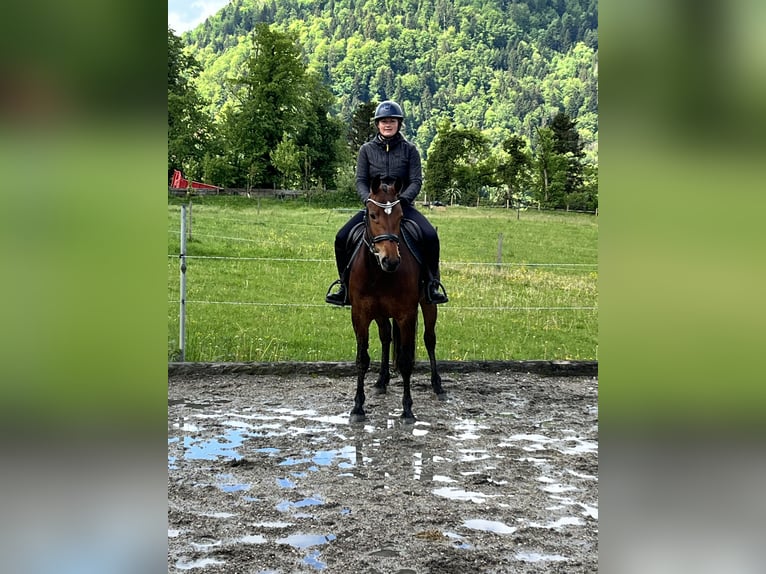 Freiberger Mare 3 years 15 hh Brown in Les Enfers