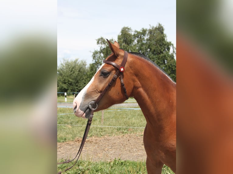 Freiberger Mare 3 years 15 hh Brown in Schönholzerswilen