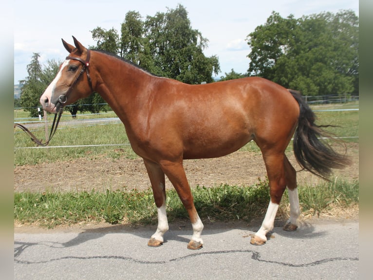 Freiberger Mare 3 years 15 hh Brown in Schönholzerswilen