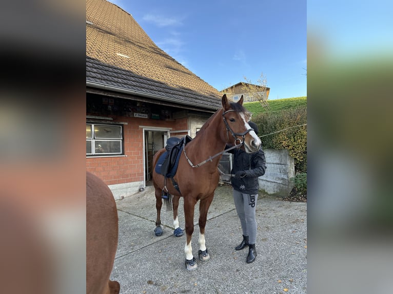 Freiberger Mare 3 years 15 hh Brown in Sigigen