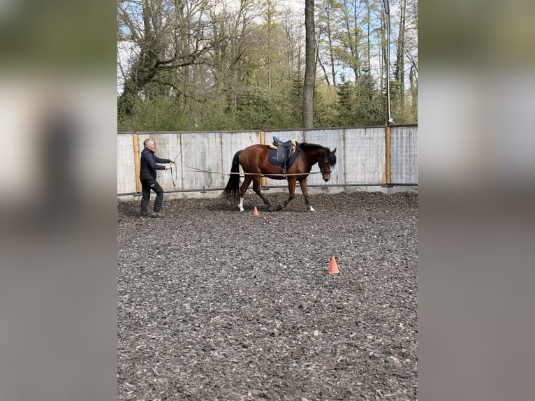 Freiberger Mare 3 years 15 hh Brown in Paderborn