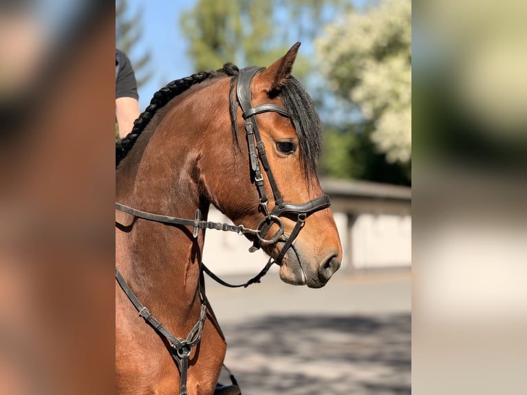 Freiberger Mare 3 years 15 hh Brown in Paderborn