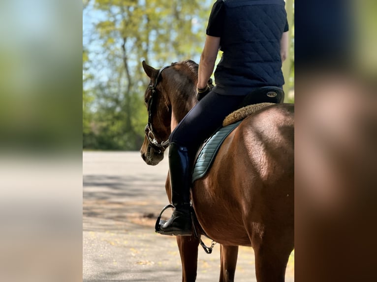Freiberger Mare 3 years 15 hh Brown in Paderborn