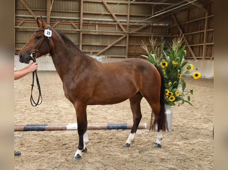 Freiberger Mare 3 years 15,1 hh Bay-Dark in Sigigen