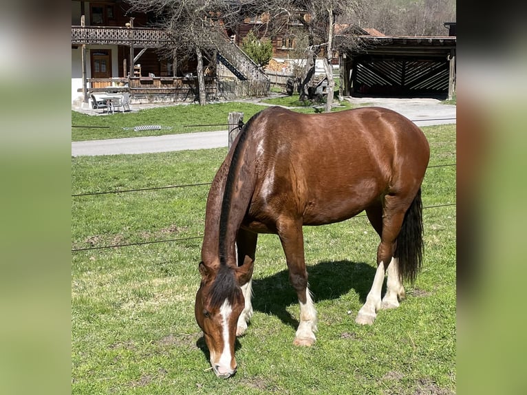 Freiberger Mare 3 years 15,1 hh Brown in Serneus Freiberger Mare 3 years 15,1 hh Brown in Serneus