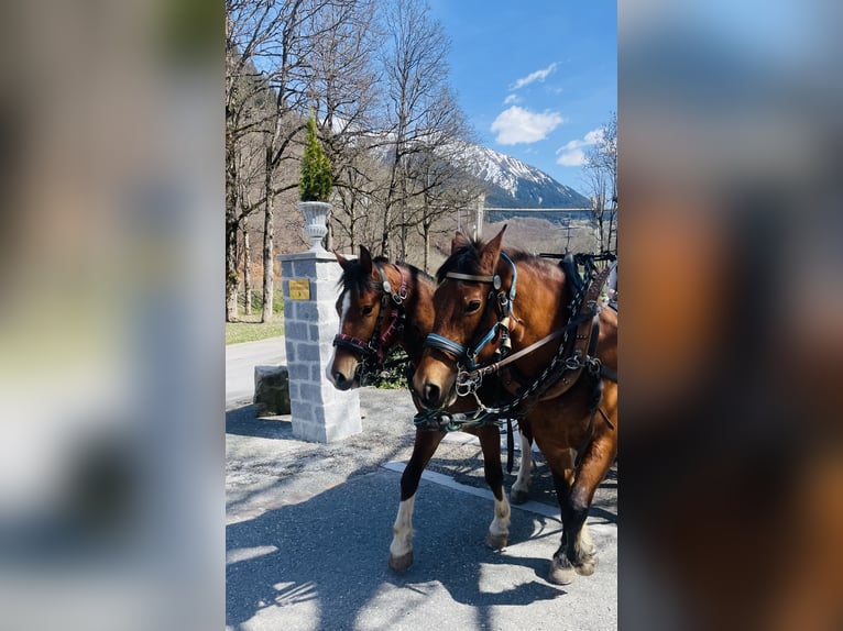 Freiberger Mare 3 years 15,1 hh Brown in Serneus Freiberger Mare 3 years 15,1 hh Brown in Serneus