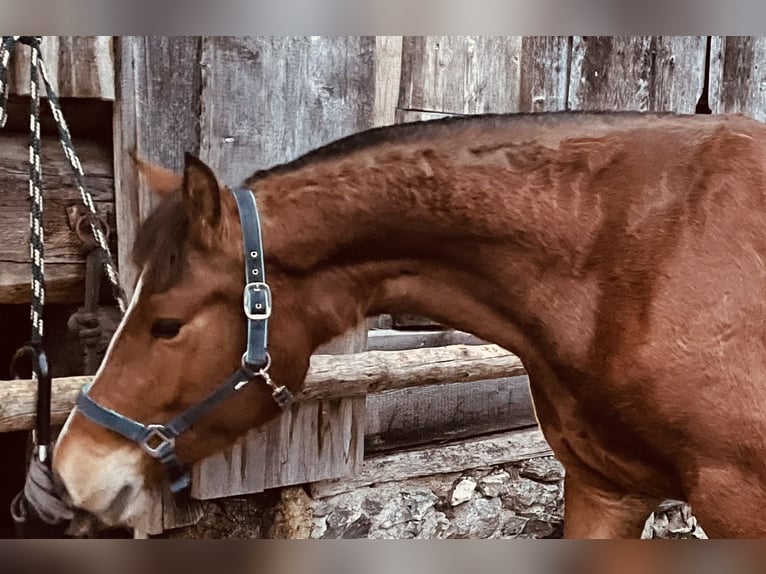 Freiberger Mare 3 years 15,1 hh Brown in Serneus Freiberger Mare 3 years 15,1 hh Brown in Serneus