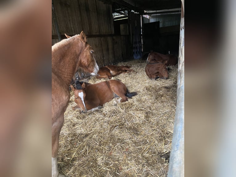 Freiberger Mare 3 years 15,1 hh Brown in Paderborn