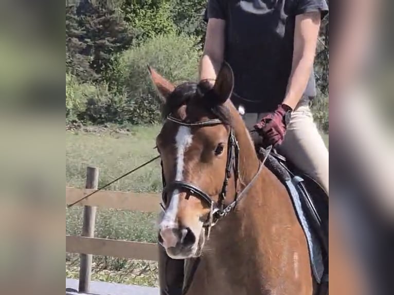 Freiberger Mare 3 years 15,1 hh Brown in Serneus