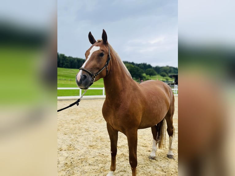 Freiberger Mare 3 years 15,1 hh Chestnut-Red in Dietikon