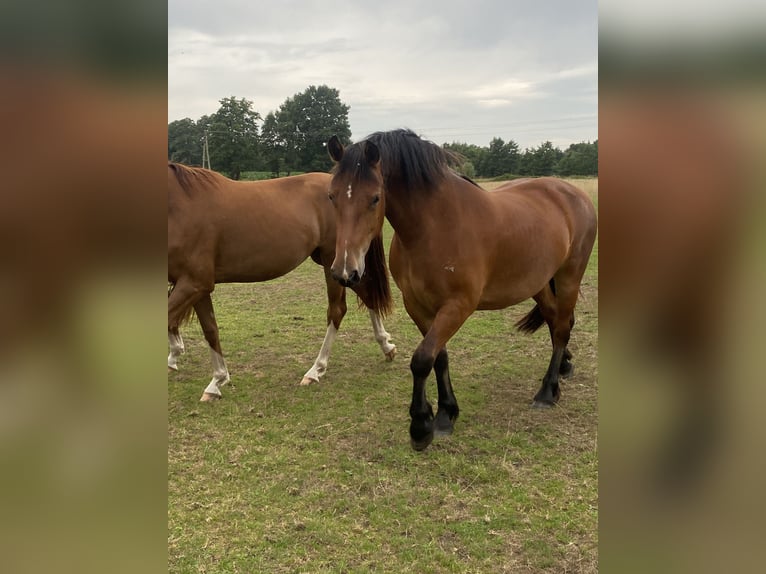 Freiberger Mare 3 years 15,2 hh Brown in Rahden
