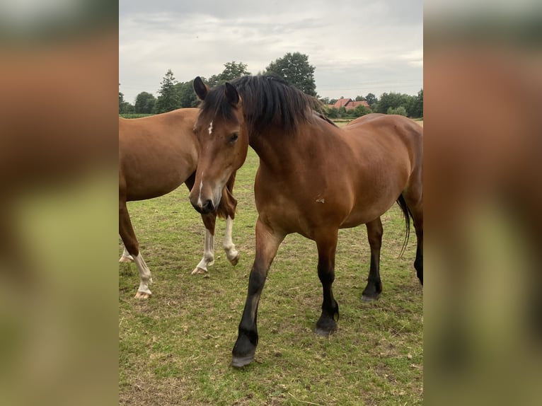 Freiberger Mare 3 years 15,2 hh Brown in Rahden