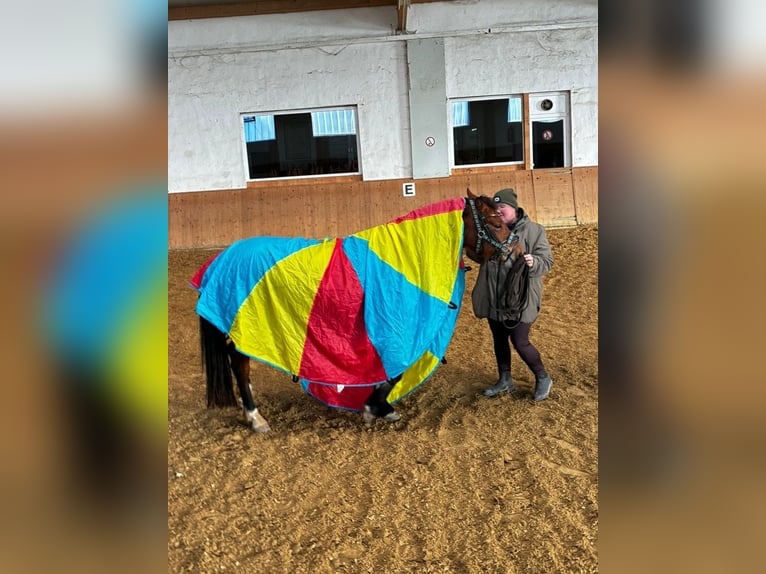 Freiberger Mare 3 years 15,2 hh Brown in Niederneisen