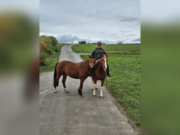 Freiberger Mare 3 years 15,2 hh Brown in Niederneisen