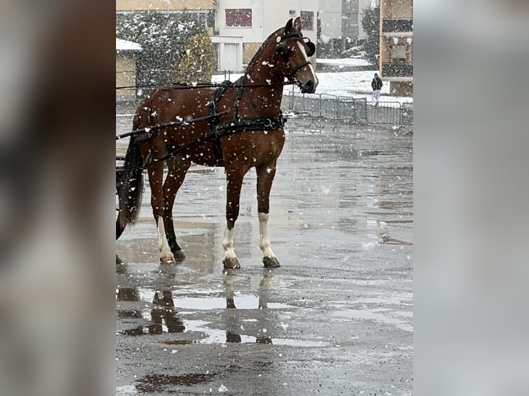 Freiberger Mare 3 years 15,2 hh Brown in Rümmingen