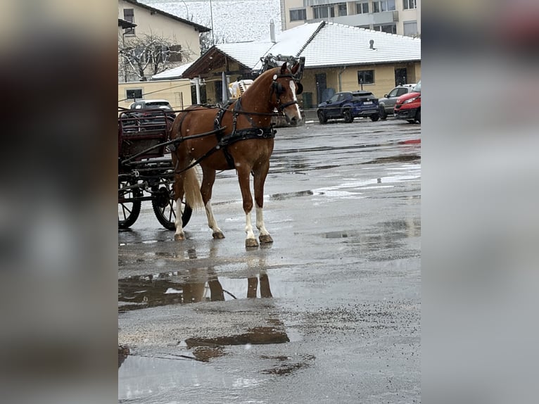 Freiberger Mare 3 years 15,2 hh Brown in Rümmingen