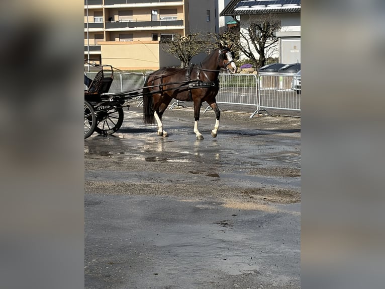 Freiberger Mare 3 years 15,2 hh Chestnut-Red in Rümmingen