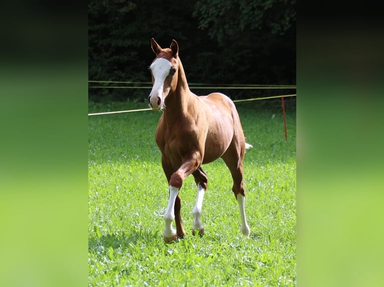 Freiberger Mare 3 years 15,2 hh Chestnut-Red in Paderborn