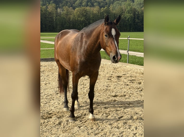 Freiberger Mare 3 years Bay-Dark in Niederbüren