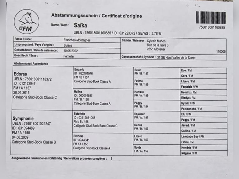 Freiberger Mare 3 years Chestnut-Red in Glovelier